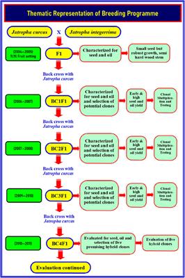 Genetic evaluation of Jatropha backcross hybrid clones (BC4F1) for yield and oil quality